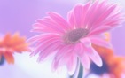 Flower_head_High_definition_wallpaper