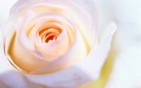Rose_flower_head_widescreen_wallpaper